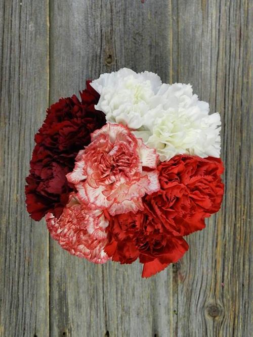 CHRISTMAS- MIX RED, WHITE ,RED/WHITE BI-COLOR, BURGUNDY ASSORTED CARNATIONS